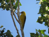 Carabias Golden Orioles