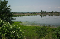 Sugar Plant Ponds near Padinska Skela