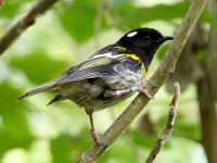 Kapiti Island