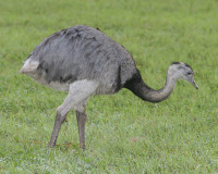 Greater Rhea Utecht