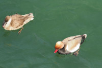 Fiume Sarca - Lake Garda