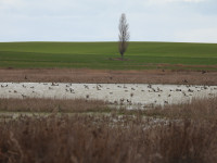 Laguna de Pedraza de Campos