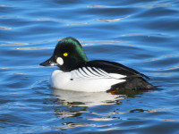 Killingworth Lake