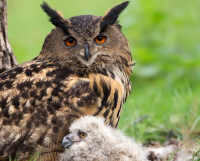 Eagle-owl Valley - ENCI Quarry