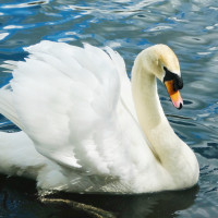 Loddon Nature Reserve