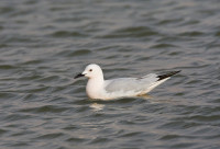 Petite Camargue - Mini Lake