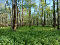 Zalgiriai Forest - East Side