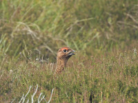 Lochindorb