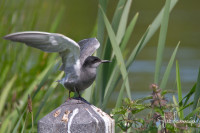 Polderreservaat Kockengen