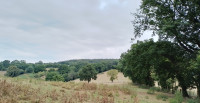 May Hill and Newent Woods