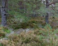 Abernethy Forest