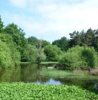 Wigpool Common