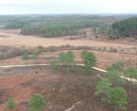 Morden Heath and Wareham Forest