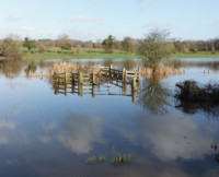 Nedern Brook Wetlands