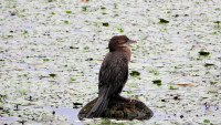 Lake Skadar