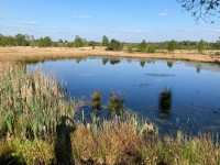 Pikmeeuwenwater - De Hamert