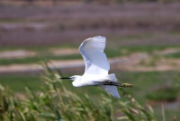 S'Albufera de Mallorca