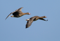 Wexford Wildfowl Reserve