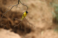 Lilongwe Wildlife Center