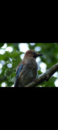 Forest Farm & Glamorganshire Canal Nature Reserve