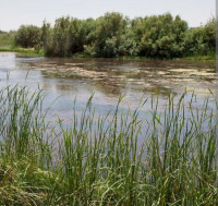 Azraq Wetland Reserve