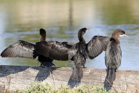 Pygmy Cormorant Winter Roost Flyover