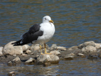 La Charca de Maspalomas