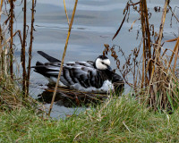 Recreatiegebied Sandelingen - Ambacht