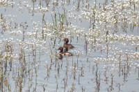 Lake Işıklı