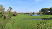 Tamiš Embankment near Pančevo