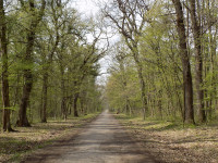 Bojčinska Forest Nature Reserve