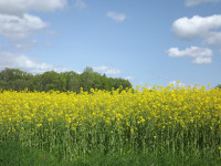 Janstorpsskogens Naturreservat