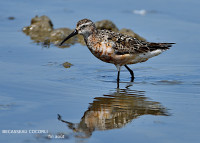 Réserve Ornithologique du Teich