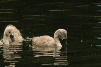 Verulamium Park