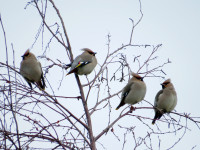 Burradon Country Park