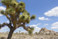 Joshua Tree NP - Quail Springs Picnic Area