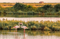 Valli e Salina di Comacchio