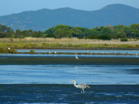 Oasi WWF Laguna di Orbetello