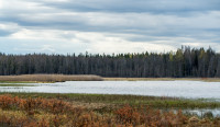 Ulvsbomuren Natureservat