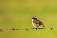 Naturschutzgebiet Letter Bruch