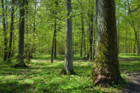 Miljakovac Forest