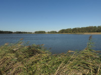 Miłosław Fishponds (West)