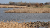 Ponjavica Nature Reserve – Omoljica