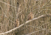 Oasi Naturalistica Val Di Sole