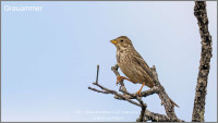 La Rotonda - Monfragüe NP