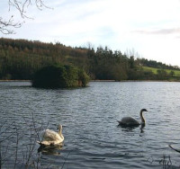 Falcondale Lake