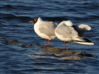 Vogelplas Starrevaart