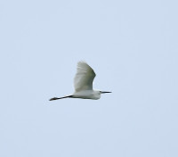 Levosoje Marsh