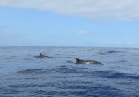 Puerto Colón Dolphin Trip