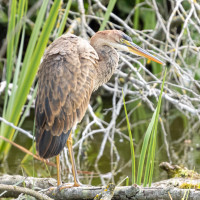 Riserva Naturale Crava Morozzo